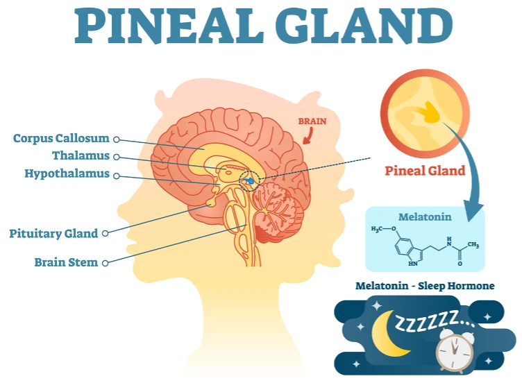 The pineal gland – the main source of melatonin